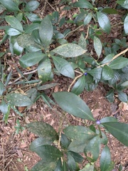 Psychotria