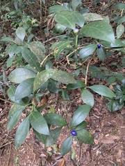 Psychotria