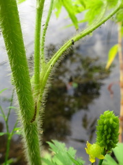 Ranunculus pensylvanicus