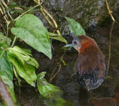 Laterallus albigularis