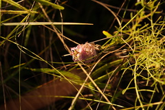 Polygala cruciata