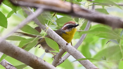 Basileuterus rufifrons