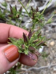 Cordylanthus rigidus