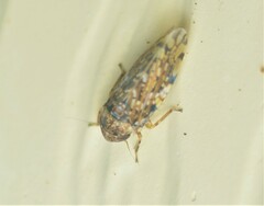 Xestocephalus tessellatus