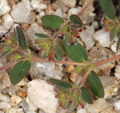 Euphorbia setiloba