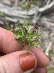 Cordylanthus rigidus