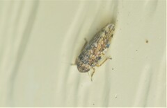 Xestocephalus tessellatus