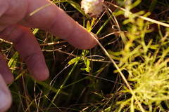 Polygala cruciata