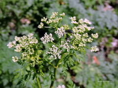 Astylus quadrilineatus