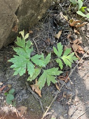 Hydrophyllum tenuipes