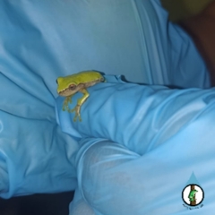 Exerodonta smaragdina