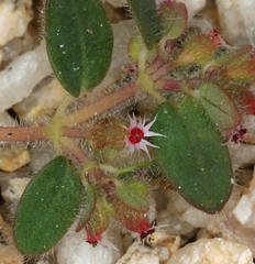 Euphorbia setiloba