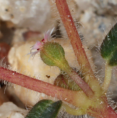 Euphorbia setiloba