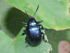 Platycorynus peregrinus