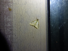 Evergestis pallidata