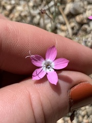 Gilia