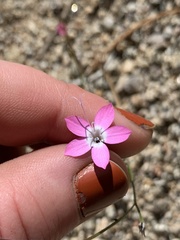 Gilia