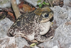 Peltophryne florentinoi