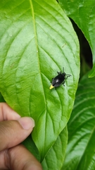 Lagria ventralis