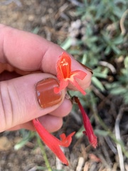 Penstemon rostriflorus