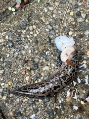 Limax maximus