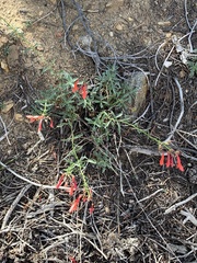 Penstemon rostriflorus