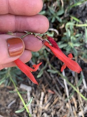Penstemon rostriflorus