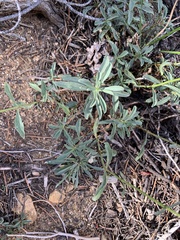 Penstemon rostriflorus