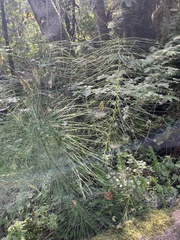 Equisetum telmateia