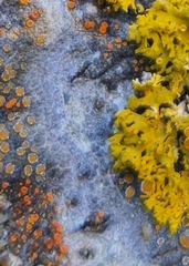 Caloplaca cerina
