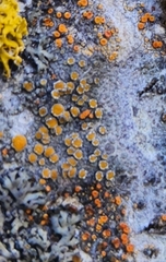 Caloplaca cerina