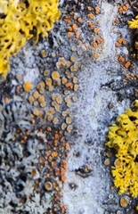 Caloplaca cerina