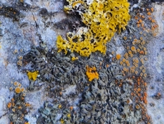 Caloplaca cerina