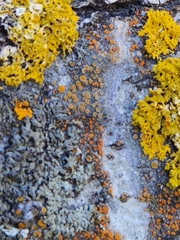 Caloplaca cerina