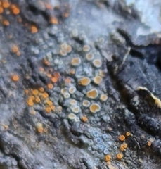 Caloplaca cerina