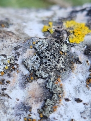 Caloplaca cerina