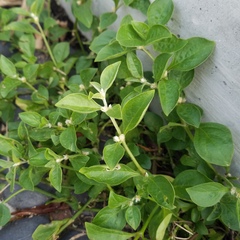 Gomphrenoideae