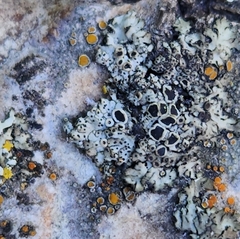 Caloplaca cerina