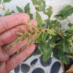 Amaranthus