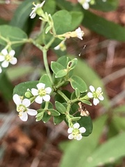 Euphorbia pubentissima