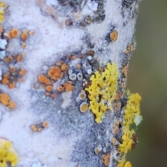 Caloplaca cerina