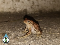 Incilius mccoyi