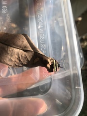 Gasteracantha fornicata