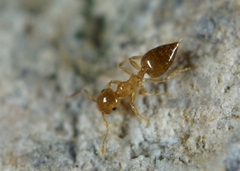 Crematogaster osakensis