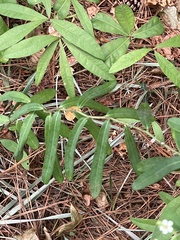 Euphorbia pubentissima
