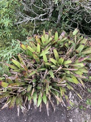 Neoregelia
