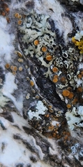 Caloplaca cerina