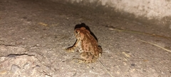 Incilius mccoyi