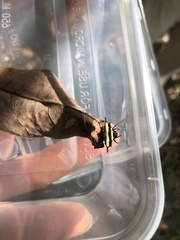 Gasteracantha fornicata