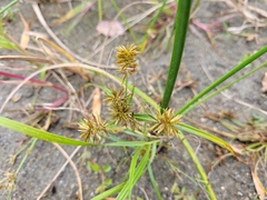 Cyperus odoratus